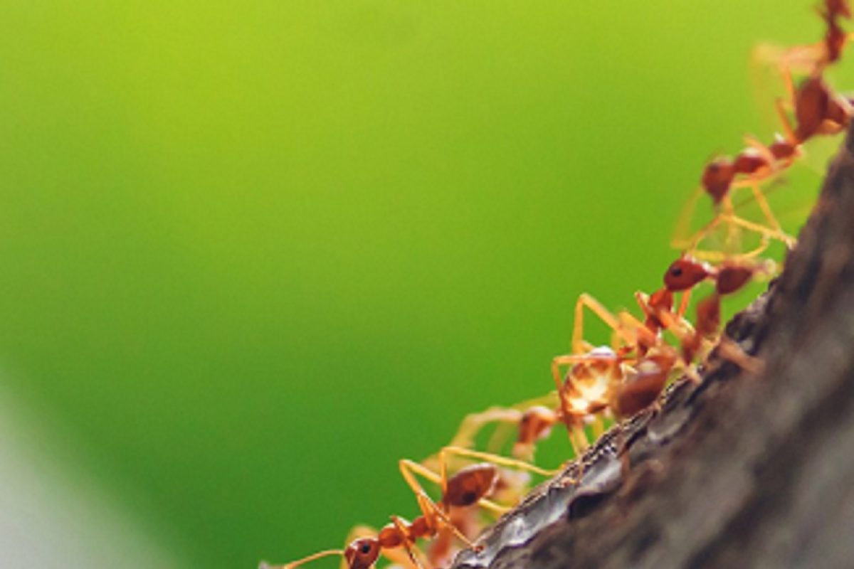 Ants Crawling: स्वयंपाकघरात मुंग्यांनी वैताग आणलाय? ही एक ट्रिक वापरून बघा कशा पळतात