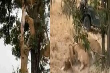 एका हरणासाठी 6 सिंहांची आपसात झुंज! एकमेकांवर तुटून पडले अखेर...; VIDEO VIRAL