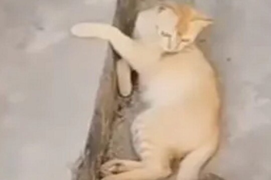 चक्क उंदराला पाहून वाघाची मावशीही झाली भीगी बिल्ली; का घाबरलं मांजर पाहा VIDEO