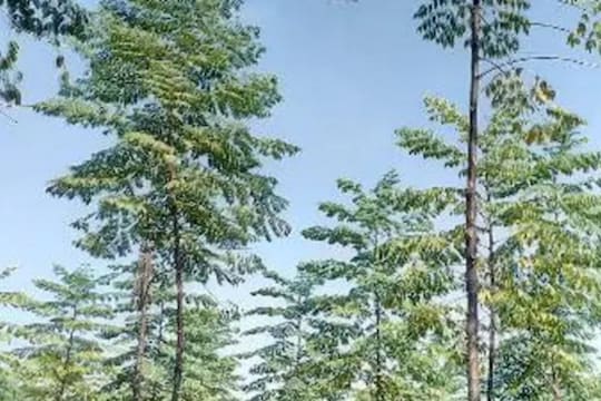 Malabar Neem Farming