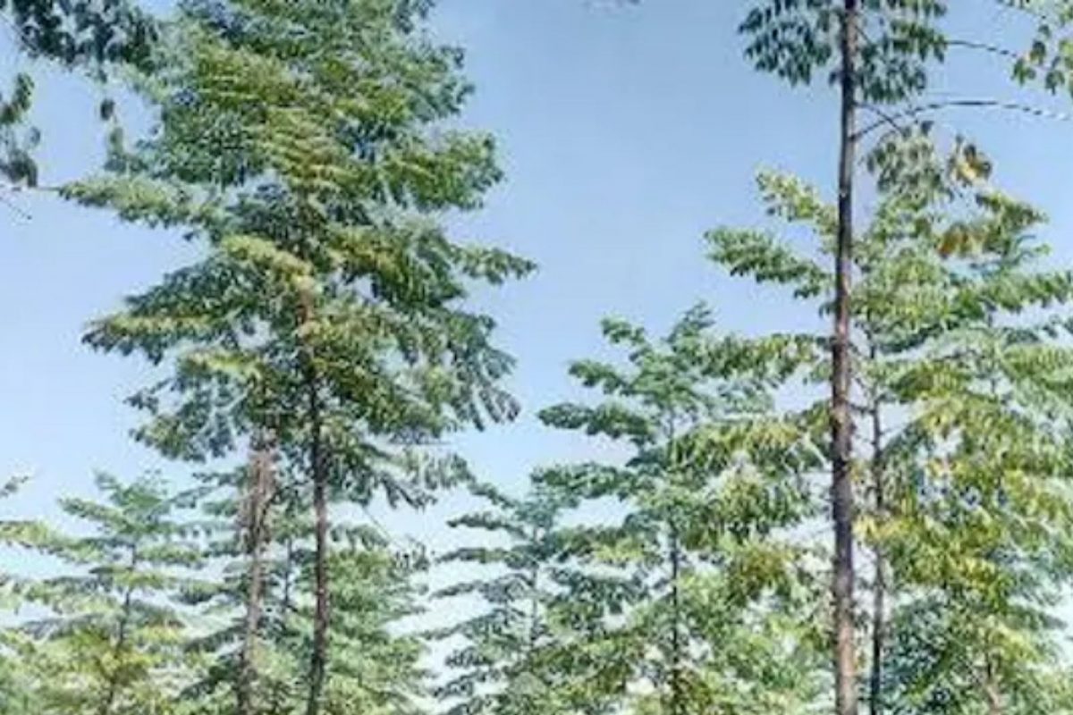 Malabar Neem Farming