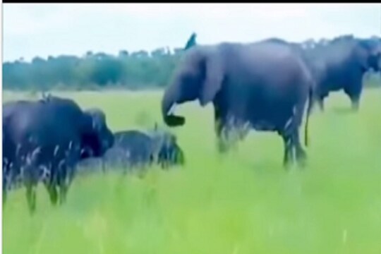 VIDEO - हत्तीने किक मारताच चवताळली म्हैस; पुढे जे घडलं ते पाहून विश्वास बसणार नाही