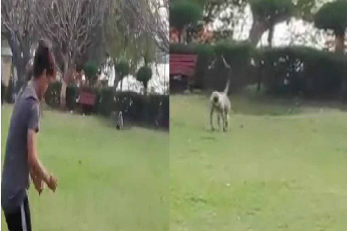 शेरास सव्वाशेर! तोऱ्यात चॅलेंज देणाऱ्या तरुणालाच खोडकर माकडाने...; VIDEO पाहून शॉक व्हाल