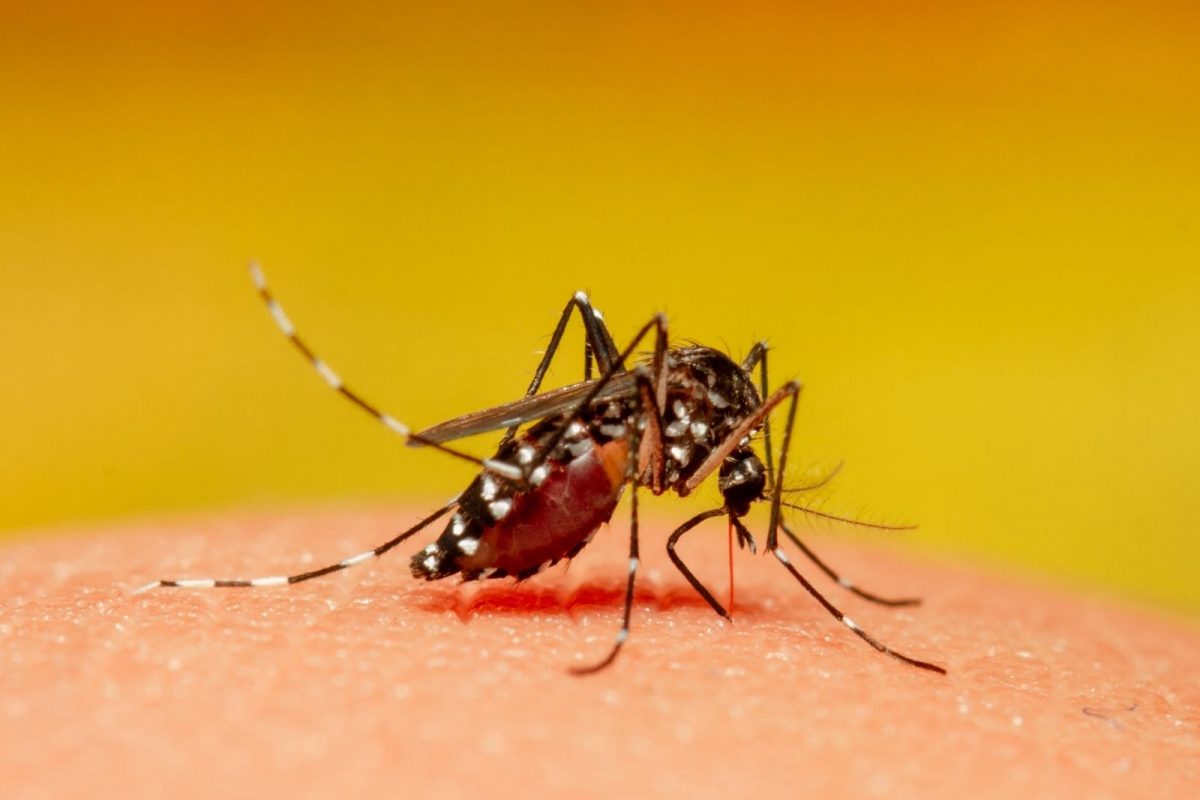 World Malaria Day 2022: मलेरिया जीवघेणा ठरू शकतो; आयुर्वेदिक उपचार आणि अशी घ्यायला हवी काळजी