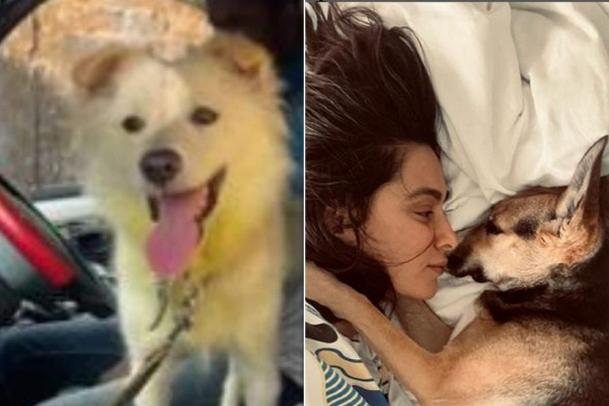 Viral Video: होळीदिवशी भयंकर कृत्याचा सामना केलेल्या त्या श्वानाची सुटका, शिबानी दांडेकरने दाखवलं मोठं मन!