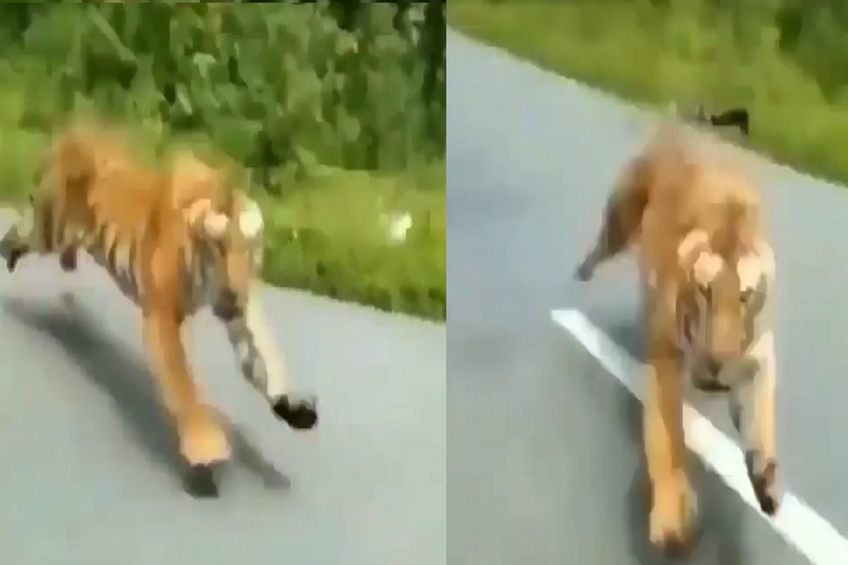 VIDEO - भुकेल्या वाघाचा बाईकस्वारावर खतरनाक हल्ला; शिकारीचं भयानक दृश्य कॅमेऱ्यात कैद