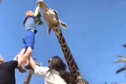चाऱ्यासह जिराफाने मुलालाही जबड्यात पकडून वरती ओढलं अन्...; थरकाप उडवणारा VIDEO