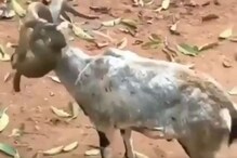 खोडकर माकडाने बकरीच्या शिंगालाच बनवलं झोका; VIDEO पाहून व्हाल अवाक खोडकर माकडाने बकरीच्या शिंगालाच बनवलं झोका; VIDEO पाहून व्हाल अवाक