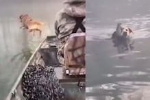 खारूताईचा जीव वाचवण्यासाठी श्वानाने घेतली तलावात उडी; पुढे काय घडलं बघा, VIDEO खारूताईचा जीव वाचवण्यासाठी श्वानाने घेतली तलावात उडी; पुढे काय घडलं बघा, VIDEO