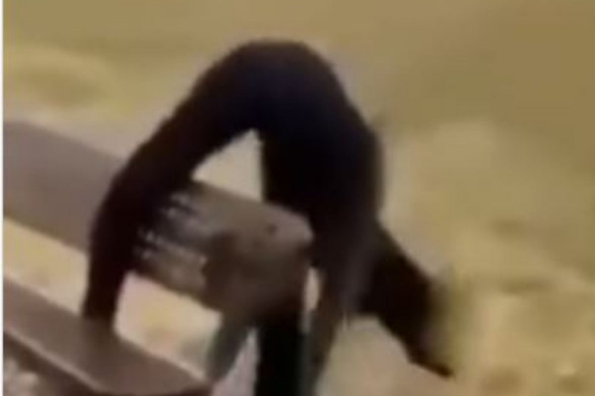 स्टंट करण्यासाठी वेगात धावत आली पण पाय घसरला अन्...; Shocking Video