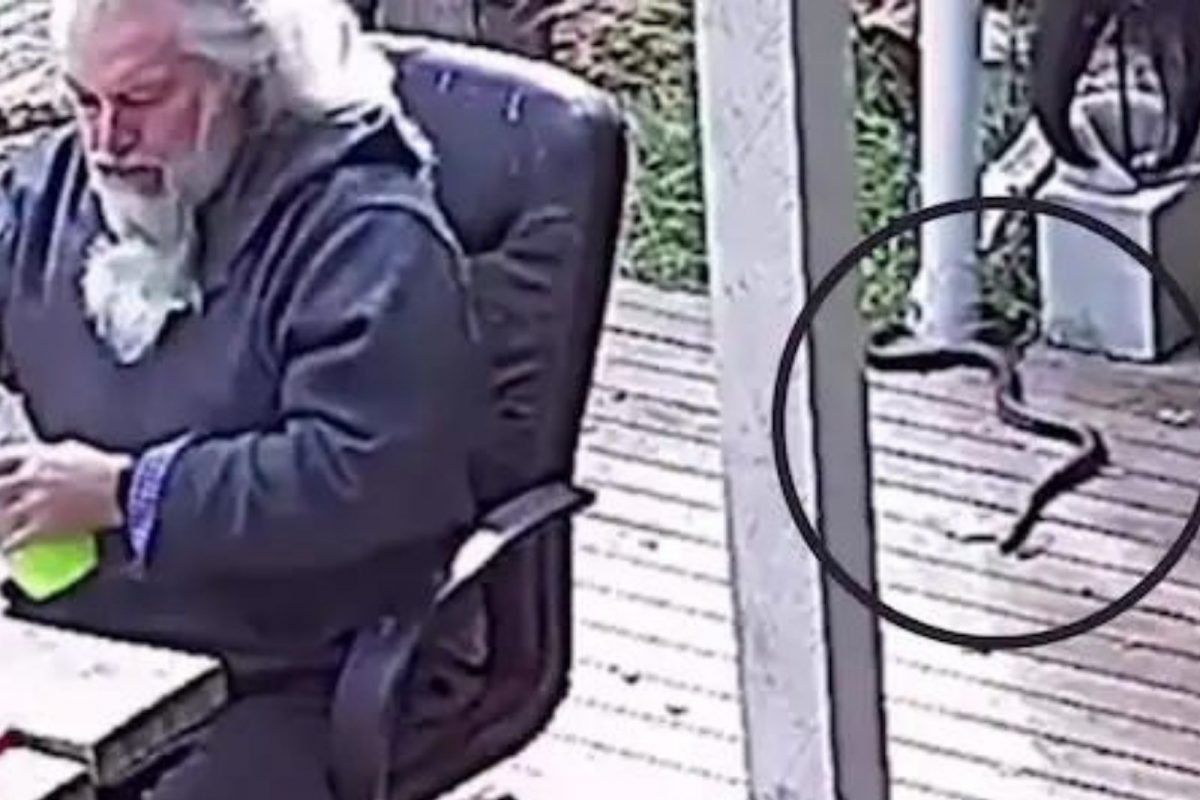 खुर्चीवर बसून आरामात काम करत होता व्यक्ती; इतक्यात मागून सरपटत आला विषारी साप अन्.., थरारक VIDEO