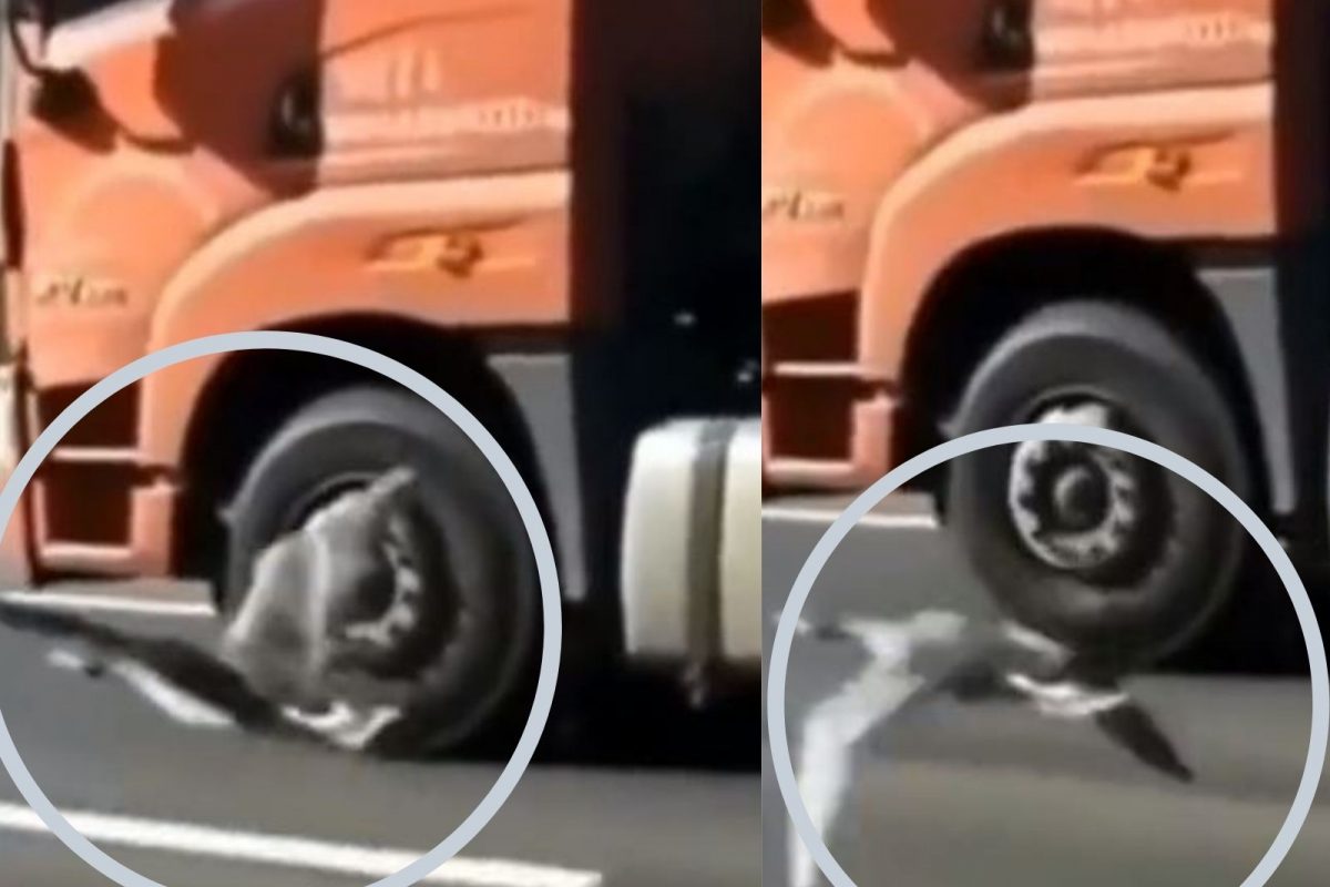 पक्षाने रस्त्यावर चक्क भरधाव ट्रकसोबत लावली शर्यत; शेवटी काय झालं पाहा, VIDEO