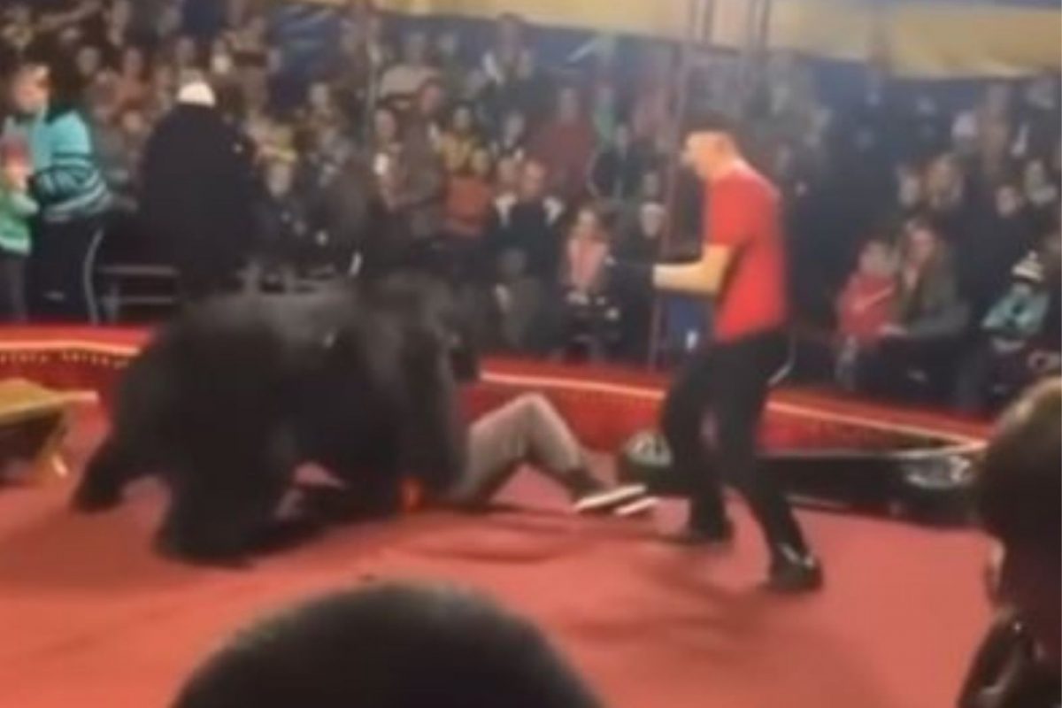 चवताळलेल्या अस्वलाचा ट्रेनरवर हल्ला; सर्कसमध्ये उडाला गोंधळ, Shocking Video