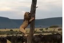 म्हशींला पाहून सिंहाची हवा टाईट; जीव वाचवण्यासाठी काय केलं पाहाच, VIDEO म्हशींला पाहून सिंहाची हवा टाईट; जीव वाचवण्यासाठी काय केलं पाहाच, VIDEO