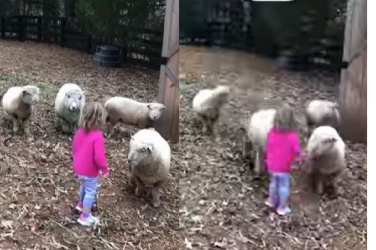 चिमुकलीला पाहाताच चवताळली मेंढी; धावत येत जोराने केला हल्ला अन्..., धडकी भरवणारा VIDEO