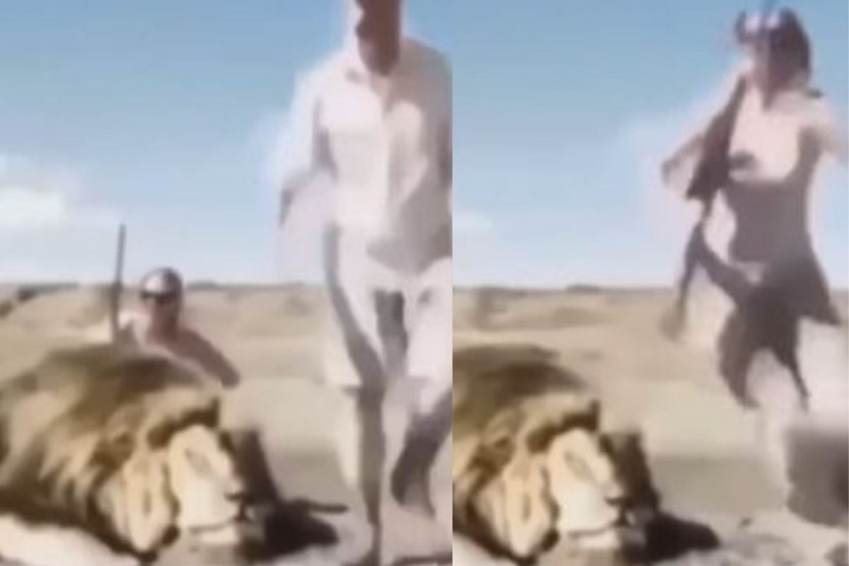 सिंहाची शिकार करून जवळच बसलेले 2 शिकारी; मागून मृत्यू आल्याची कल्पानाही नव्हती अन्..., थरारक VIDEO