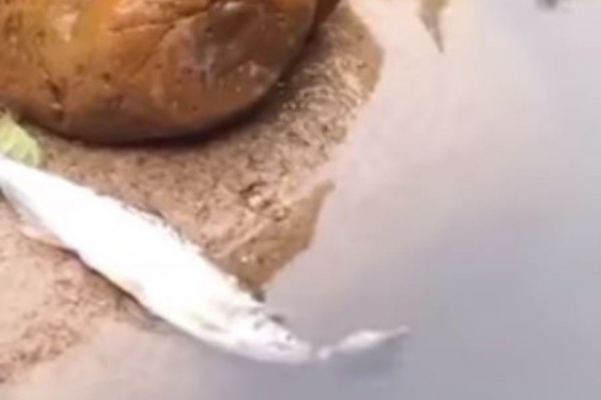 VIDEO: पाण्यातून बाहेर आल्याने मरणाच्या दारात पोहोचला मासा; कासवाने असा वाचवला जीव