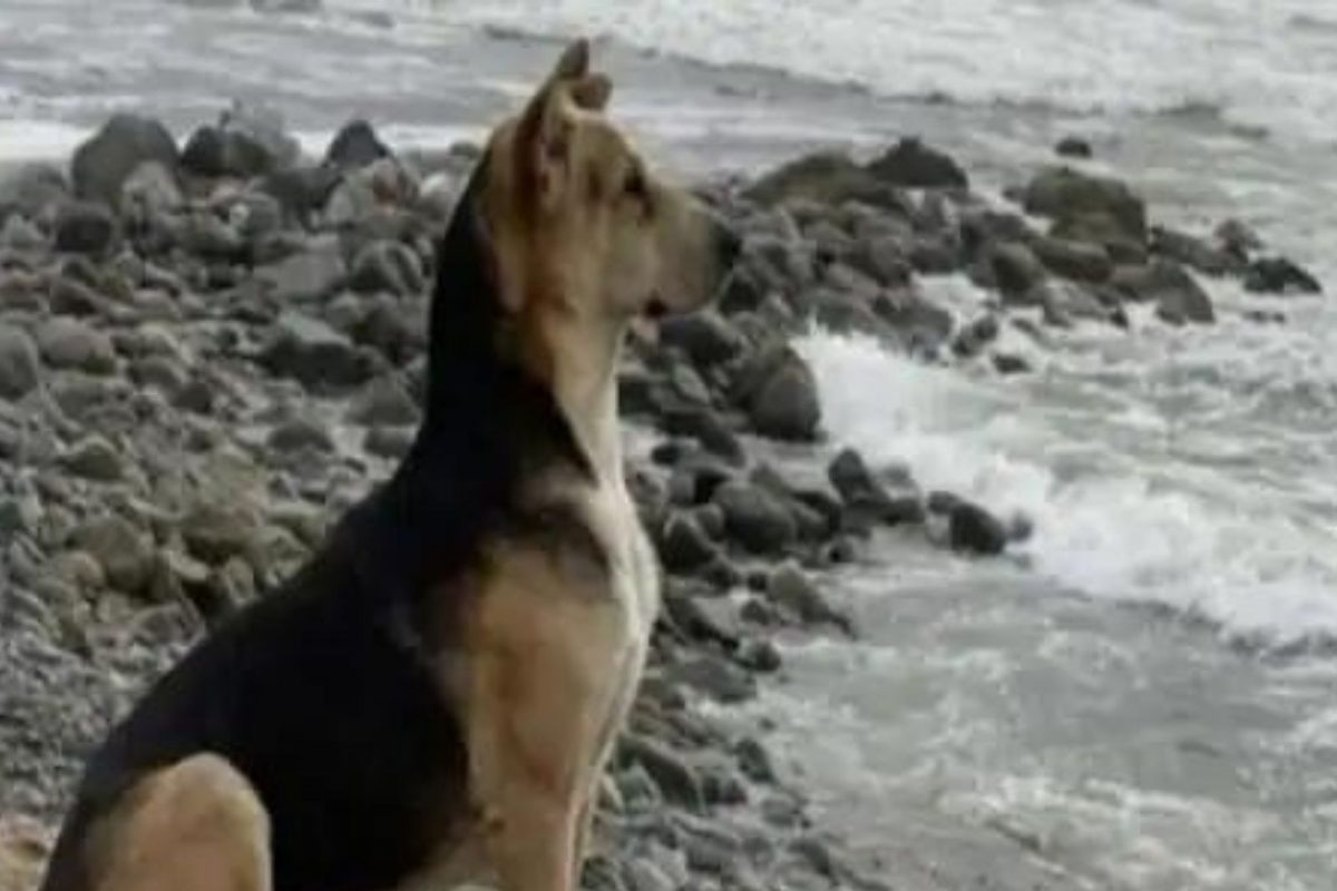 हृदयस्पर्शी! अनेक वर्षांपूर्वी झालाय मालकाचा मृत्यू; आजही समुद्रकिनारी तासंतास वाट पाहतो श्वान