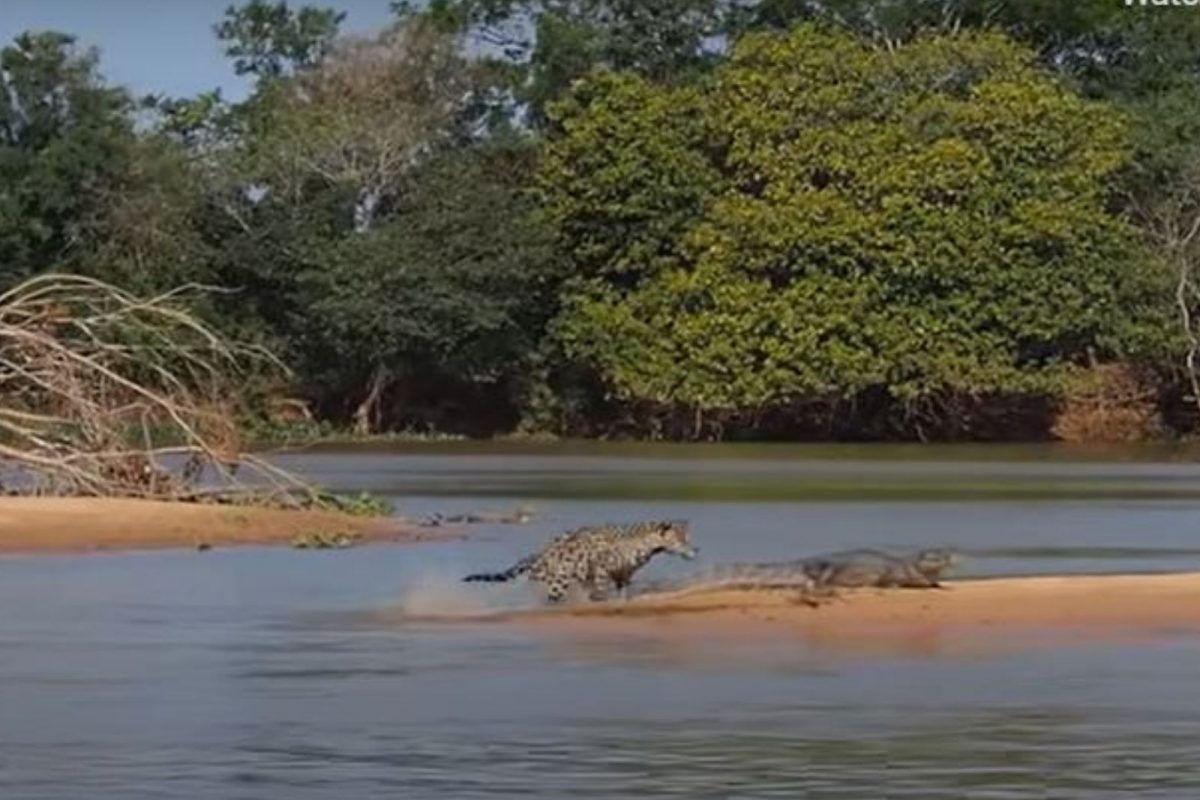 पाण्यात जात बिबट्याने घेतला मगरीसोबत पंगा; शिकारीचा कधीही पाहिला नसेल असा VIDEO