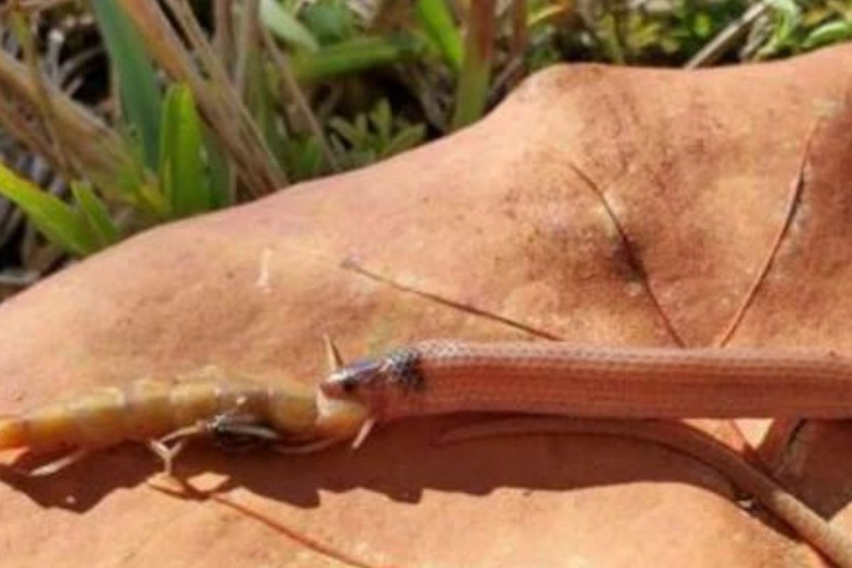 बापरे! सापापेक्षाही विषारी आहे हा किडा; तोंड लावताच नागाचाही क्षणात मृत्यू