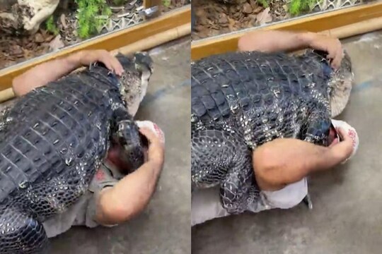 OMG! भलतीच हिंमत करून व्यक्तीने थेट मगरीला मारली मिठी अन्..; धडकी भरवणारा VIDEO