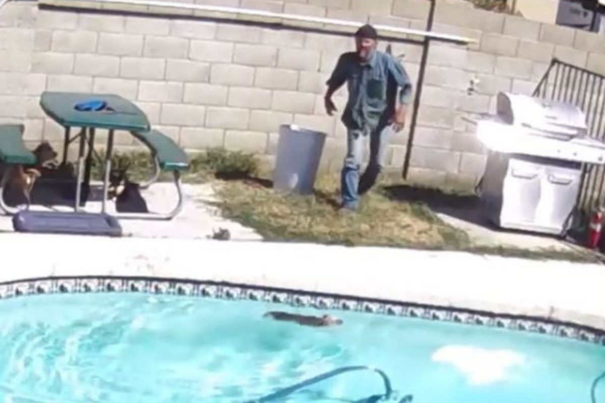 स्विमिंग पुलमध्ये कोसळलेल्या श्वानाला वाचवायला गेला मालक; अचानक पाय घसरला अन्.., VIDEO