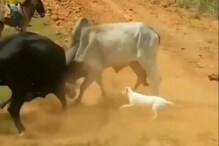 VIDEO: 2 बैलांच्या लढाईदरम्यान मध्येच कुत्र्याची एन्ट्री; पुढे जे घडलं ते बघाच VIDEO: 2 बैलांच्या लढाईदरम्यान मध्येच कुत्र्याची एन्ट्री; पुढे जे घडलं ते बघाच