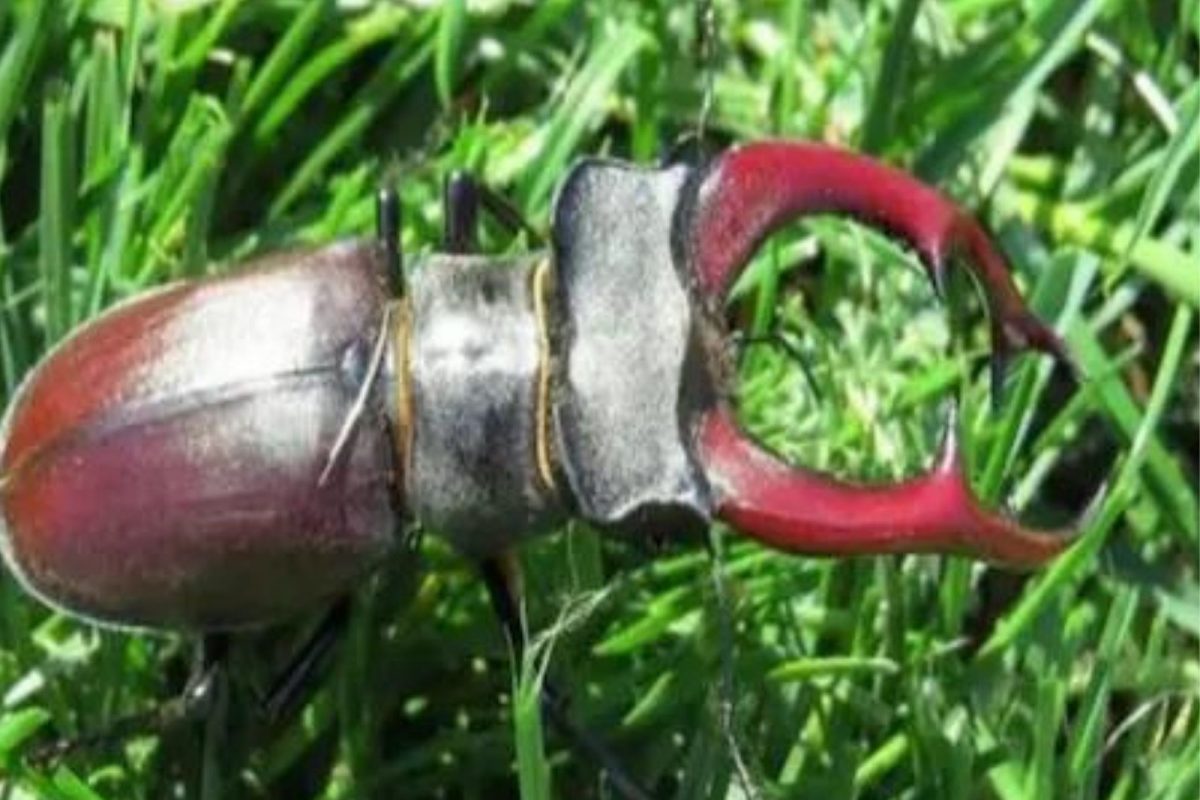 हा किडा दिसताच पकडून ठेवा; घरबसल्या तुम्हाला बनवेल करोडपती, काय आहे खासियत?