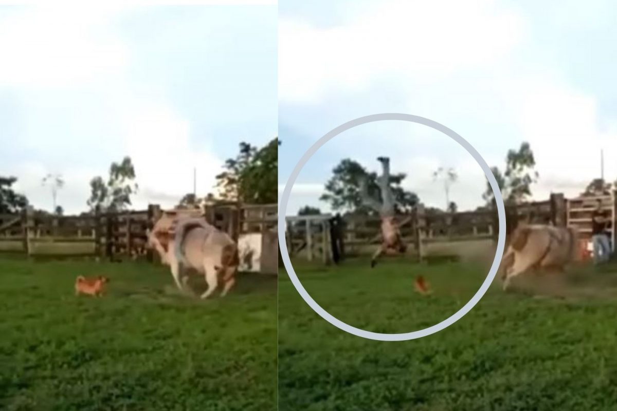 चवताळलेल्या रेड्याने पाठीवर बसलेल्या तरुणाला आधी हवेत उडवलं; मग लाथ मारली अन्.., थरकाप उडवणारा VIDEO