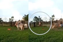 रेड्याने पाठीवर बसलेल्या तरुणाला आधी हवेत उडवलं; मग लाथ मारली अन्.., VIDEO रेड्याने पाठीवर बसलेल्या तरुणाला आधी हवेत उडवलं; मग लाथ मारली अन्.., VIDEO