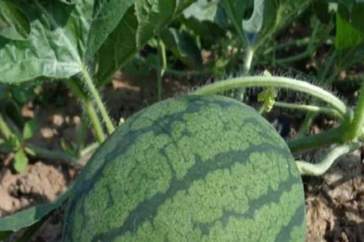 भारतात फक्त एका कलिंगडासाठी झालेलं भयंकर युद्ध माहितीये का? हजारो सैनिकांनी गमावलेले प्राण