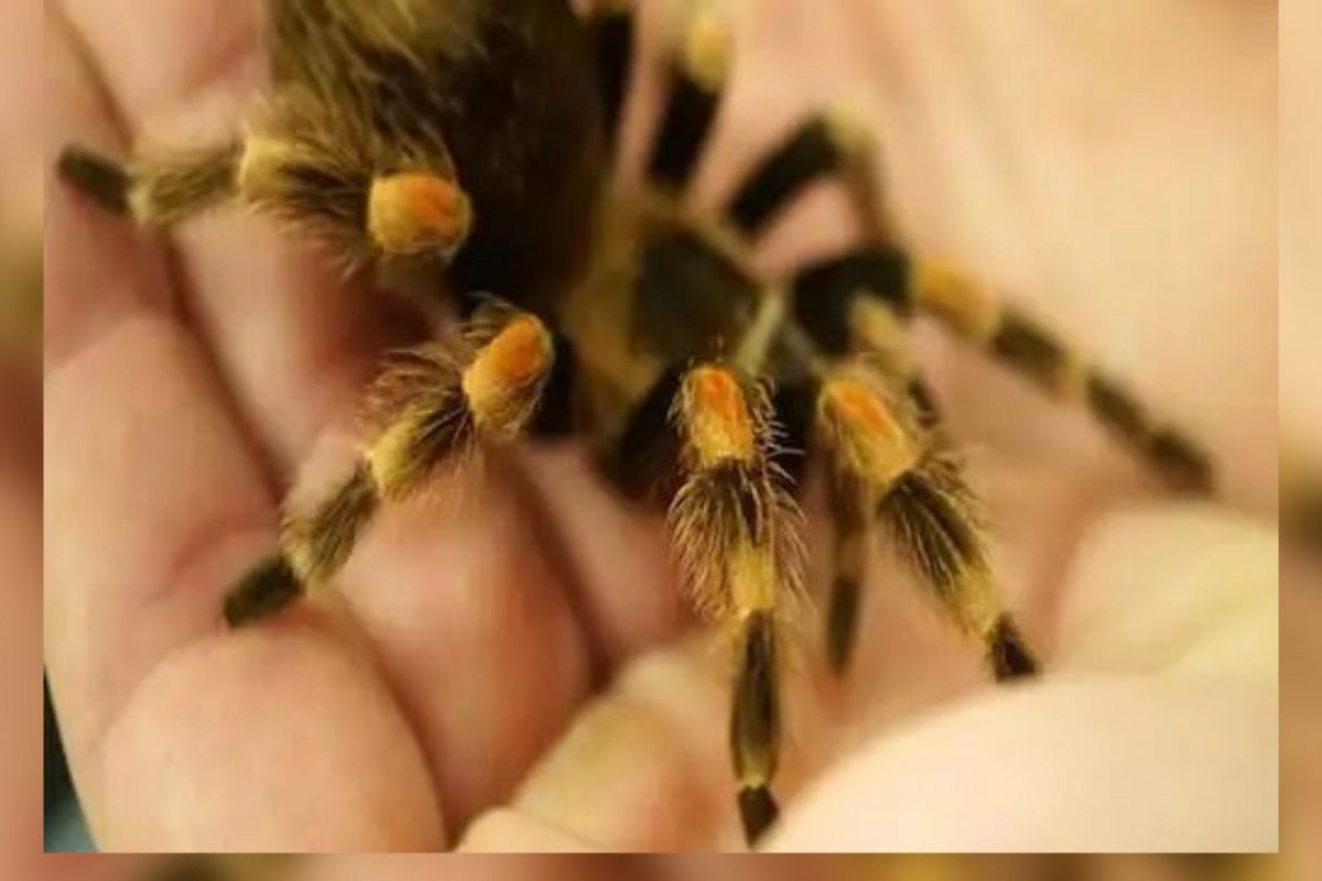 हा कसला छंद? या इसमाने 120 विषारी कोळी पाळून त्यांना दिली आहे खास बेडरुम; त्यांच्यासोबत करतो हे काम!