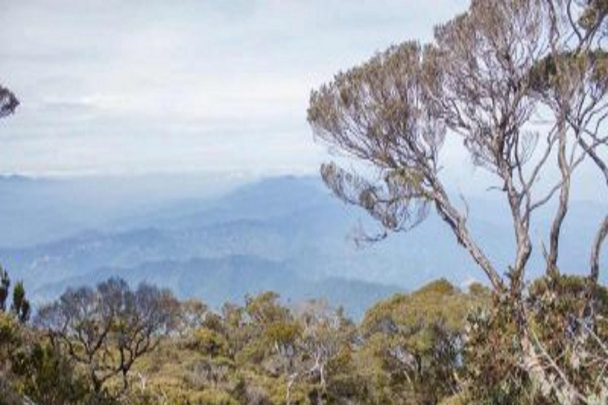 घनदाट जंगलात हरवले दोन भाऊ, तब्बल महिन्याभराने भुकेल्या-तहानलेल्या अवस्थेत जिवंत सापडले