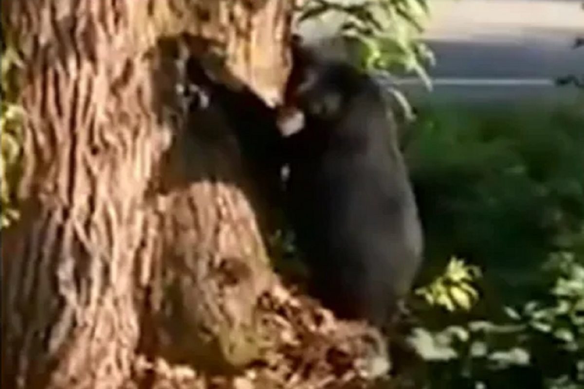 वाघासारख्या प्राण्यांनाही न घाबरणाऱ्या अस्वलाची छोट्याशा पपीला पाहूनच तंतरली; VIDEO चा शेवट पाहून विश्वास बसणार नाही