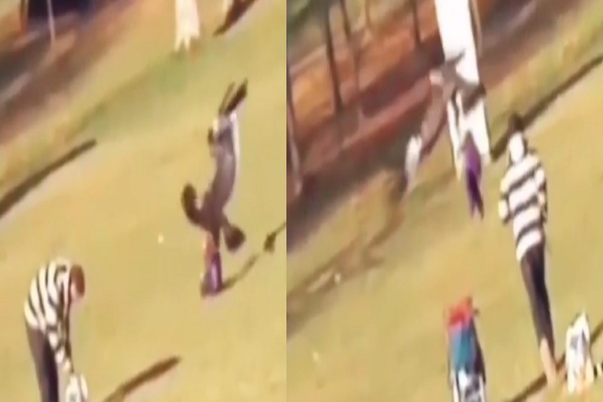 VIDEO - वडिलांची नजर हटताच चिमुकल्याला घेऊन उडाला भलामोठा पक्षी; कॅमेऱ्यात कैद झालं भयावह दृश्य