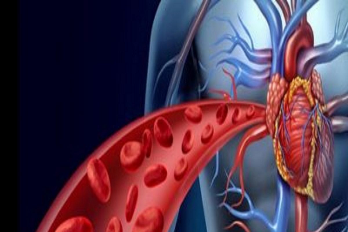 Foods for blood vessels: शरीरातील रक्तवाहिन्यांचे कार्य सुरळीत ठेवतात या 5 गोष्टी; आहारात घ्यायला विसरू नका