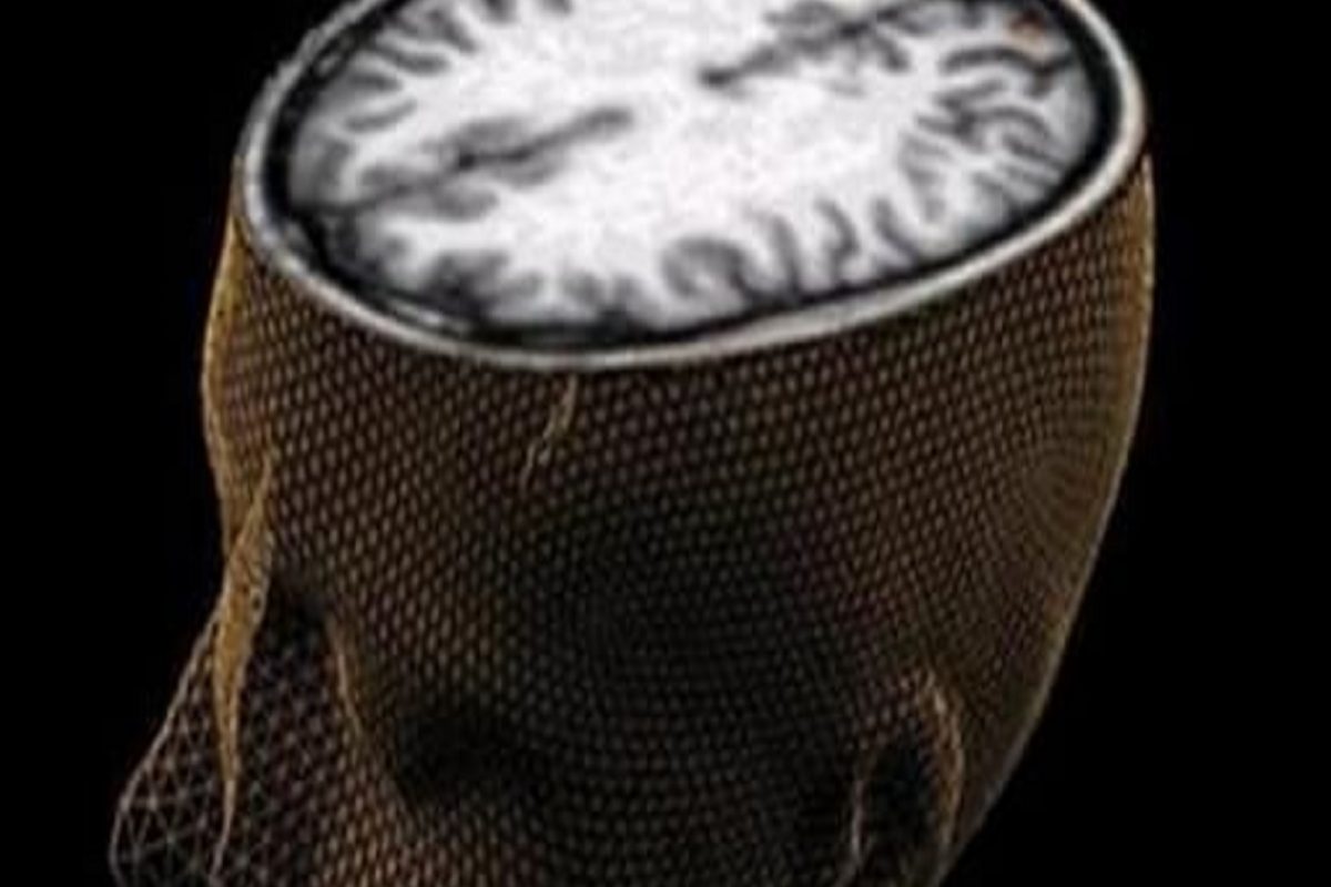 Brain Health: मेंदुच्या प्रक्रियेवर परिणाम करतात हे पदार्थ; आहारातील प्रमाण वेळीच करावं लागेल कमी