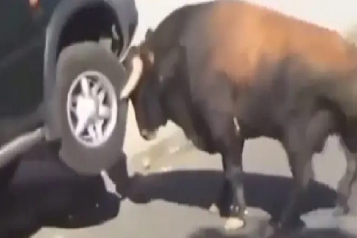 VIDEO : चवताळलेल्या रेड्याने शिंगावरच घेतली प्रवाशांनी भरलेली कार; पुढे जे घडलं ते पाहूनच हादराल