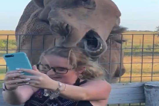 Oh no! मोबाईल पाहताच उंटाला आला राग; सेल्फी काढणाऱ्या महिलेसोबत काय केलं पाहा VIDEO