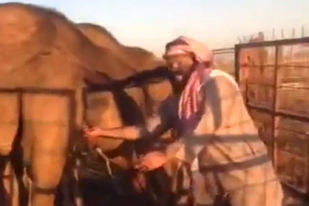 Yuck! उंटाजवळ जात व्यक्तीचं किळसवाणं कृत्य; VIDEO पाहूनच उलटी येईल