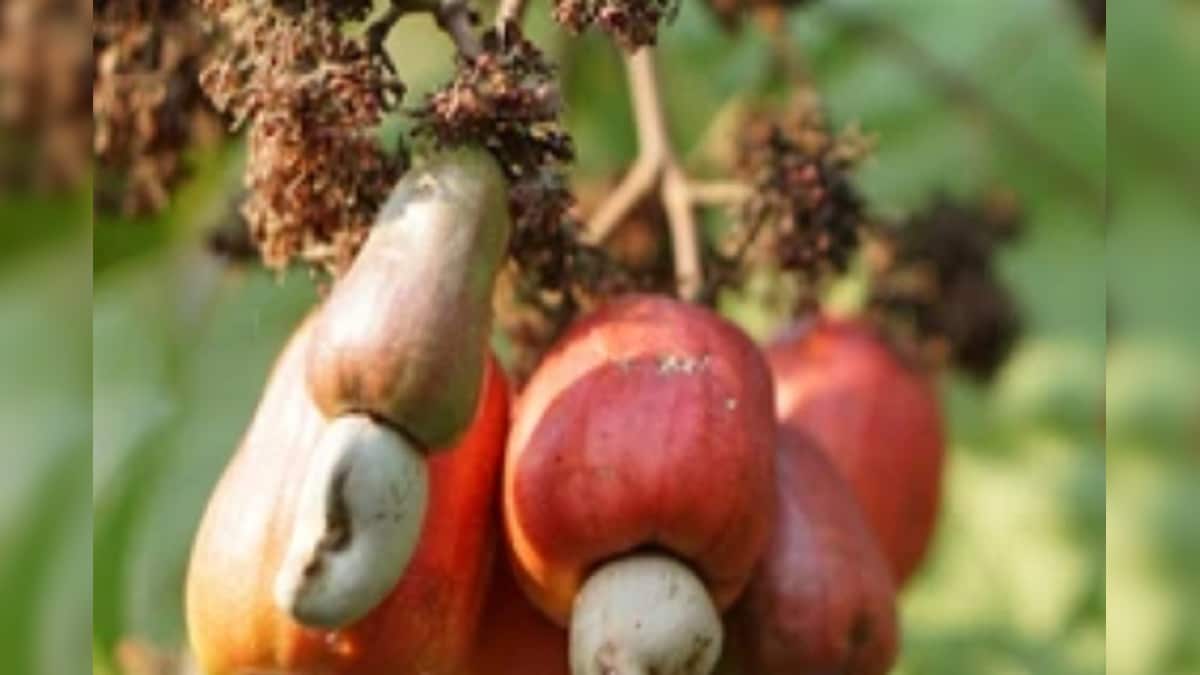 Health news benefits of cashew fruit or cashew apple in Marathi rp Benefits of Cashew fruit