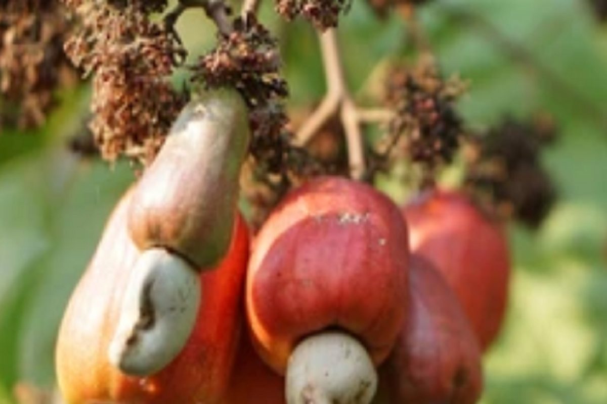 Benefits of Cashew fruit: संत्र्यापेक्षा पाचपट व्हिटॅमिन सी असलेलं हे फळ उन्हाळ्यात खायला विसरू नका