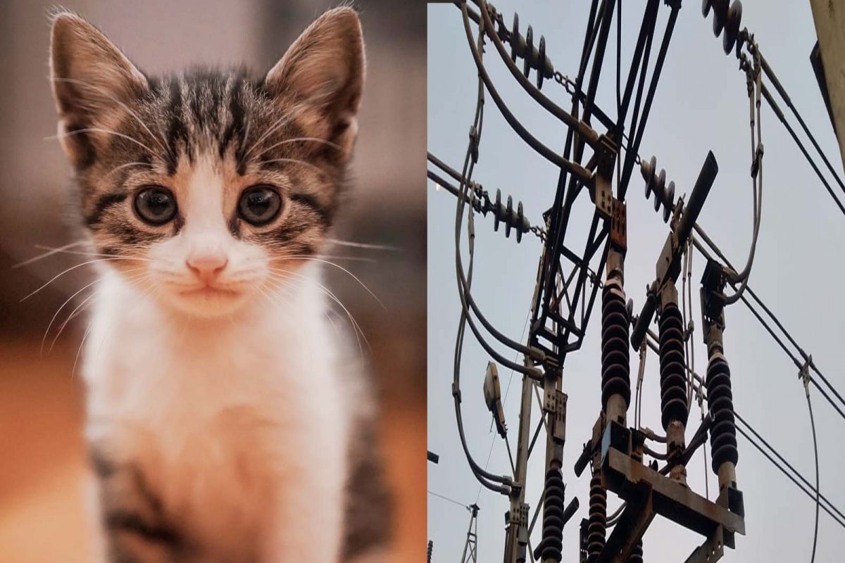 पिंपरी चिंचवडमध्ये एका मांजराने (cat) तब्बल सहा तास वीज पुरवठा खंडीत (Power outage in Pimpri Chinchwad) केल्याचा प्रकार समोर आला आहे.