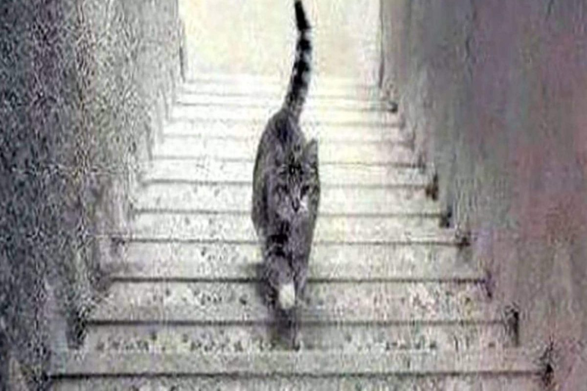 सांगा पाहू हे मांजर जिने चढतंय की उरतंय? उत्तरात दडलंय तुमच्या जीवनाचं मोठं सत्य