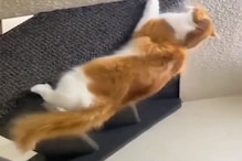 OMG! हे मांजर आहे की... करतब पाहून नेटिझन्स थक्क; असं काय केलं VIDEO मध्येच पाहा