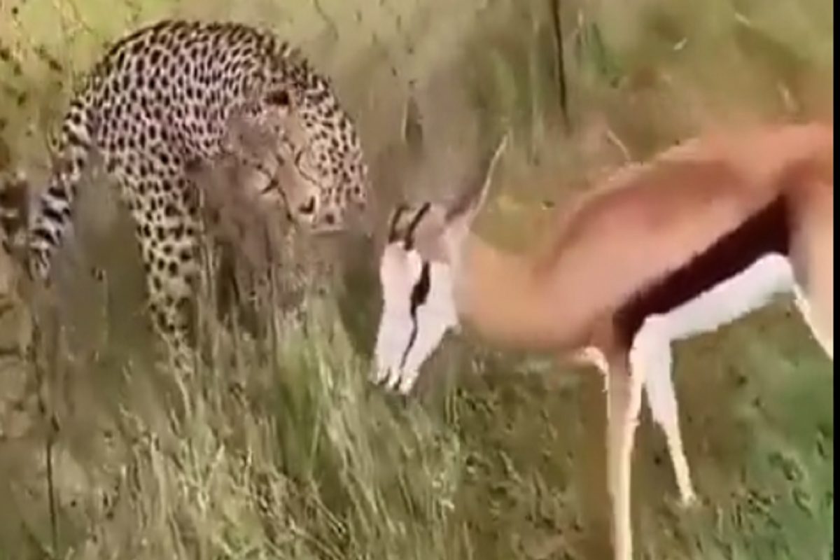 कधीच पाहिला नसेल शिकारीचा असा VIDEO; पहिल्यांदाच साध्याभोळ्या हरणाऐवजी तुम्हाला हिंस्र चित्त्याची कीव येईल