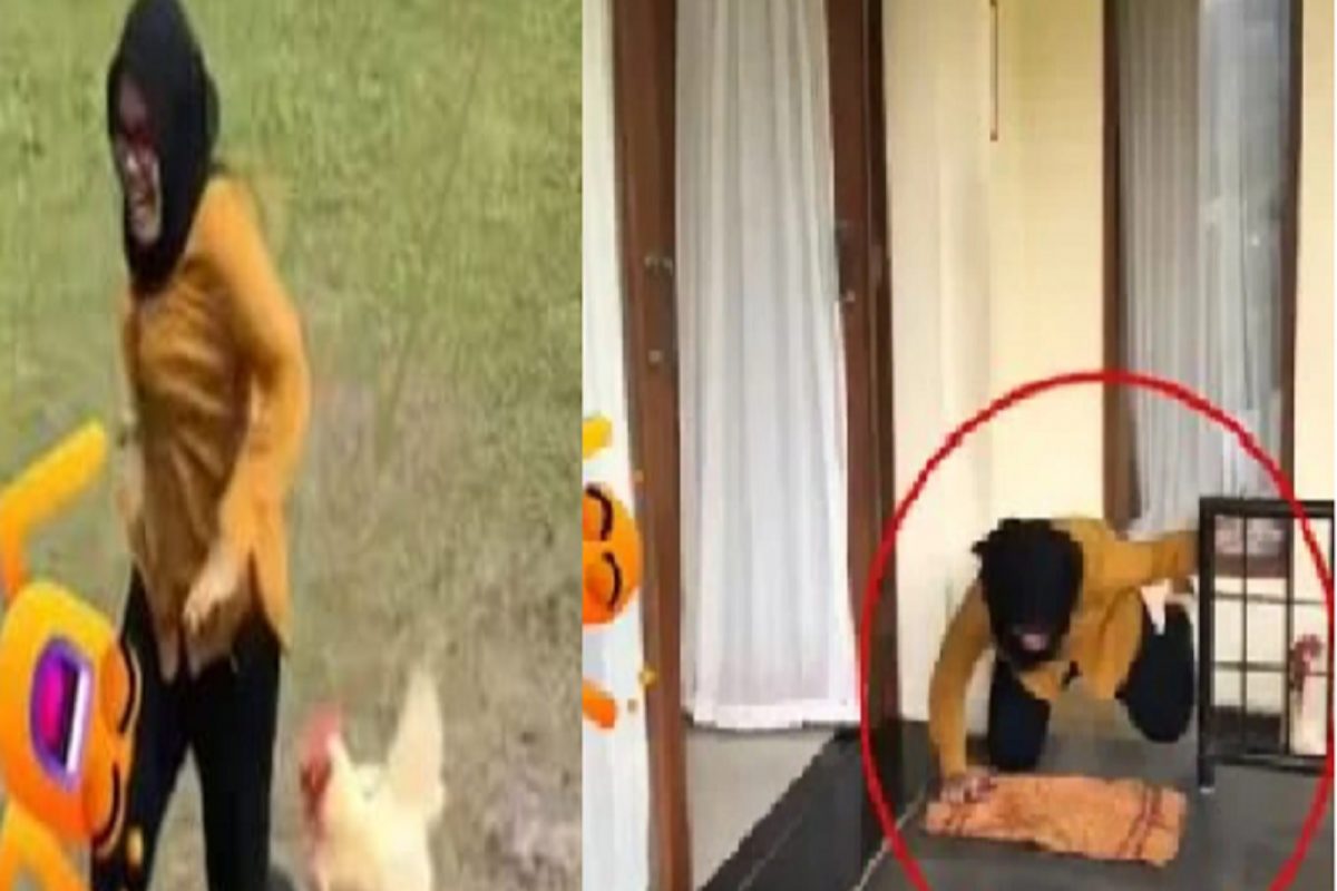 बापरे! आधी पळव पळव पळवलं नंतर जमिनीवर आपटलं; एका कोंबड्याने तरुणीचे केले हाल