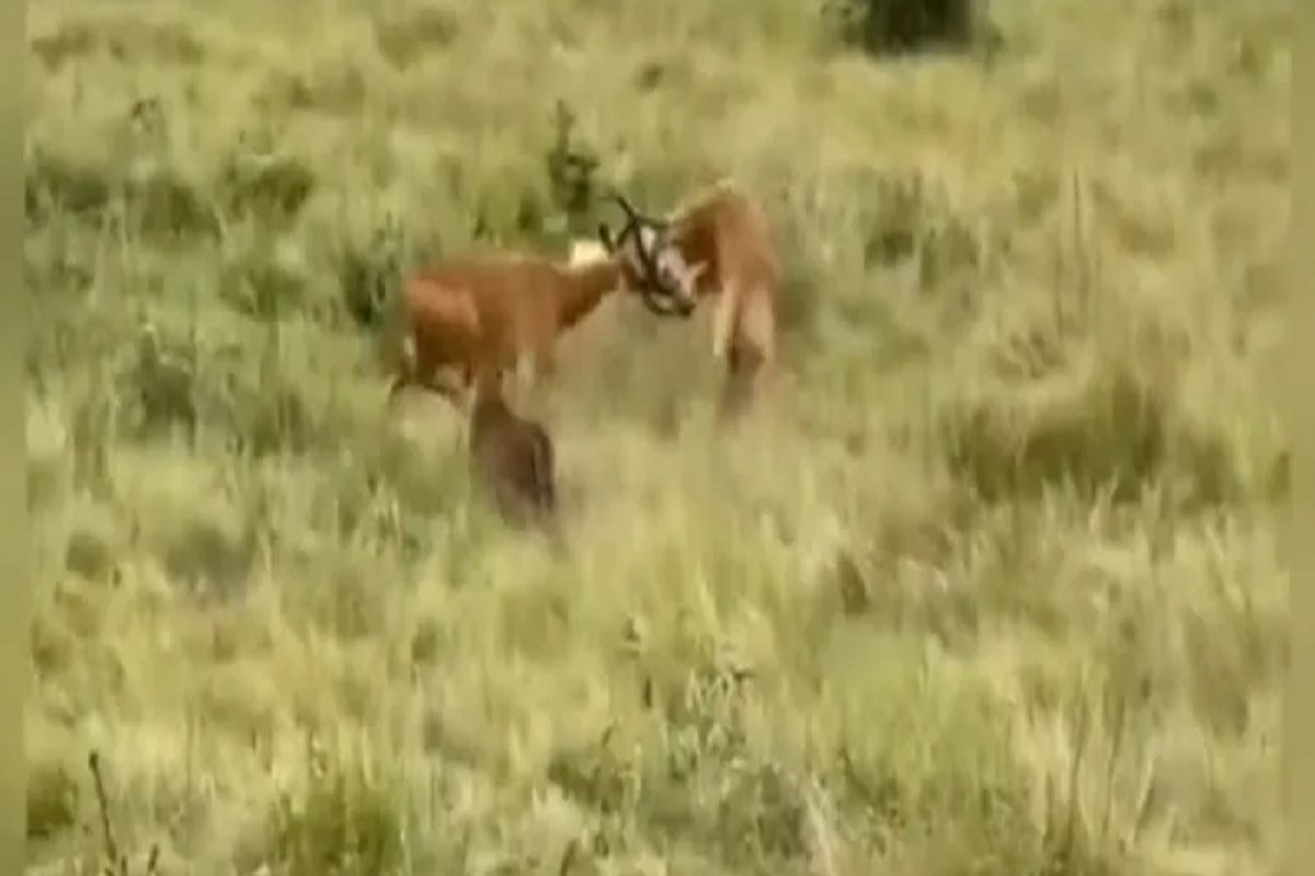 VIDEO - दोघांचं भांडण तिसऱ्याचा लाभ! आपसात लढता लढता 2 हरणं झाली बिबट्याची शिकार