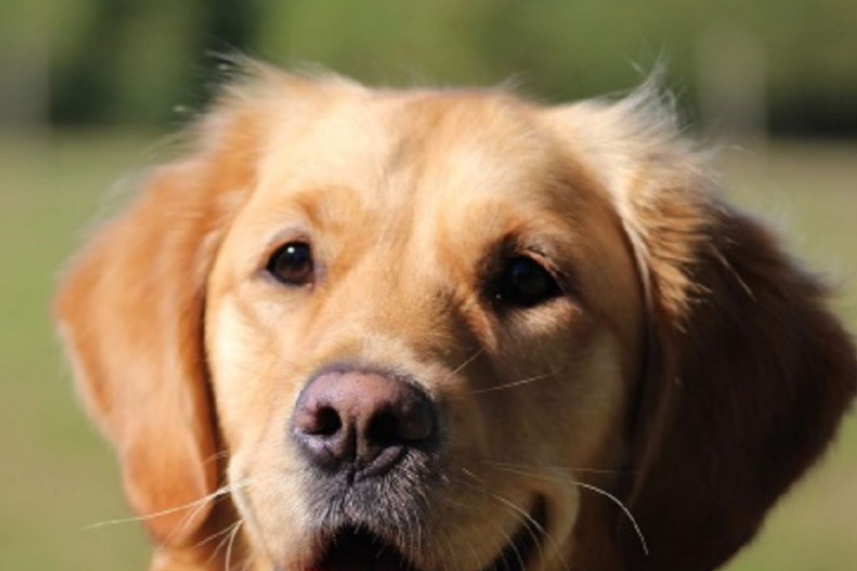 International Dog Day 2022: मालकाचं आयुष्य आणखी आनंदी बनवतो कुत्रा, पाळण्याचे आहेत हे फायदे