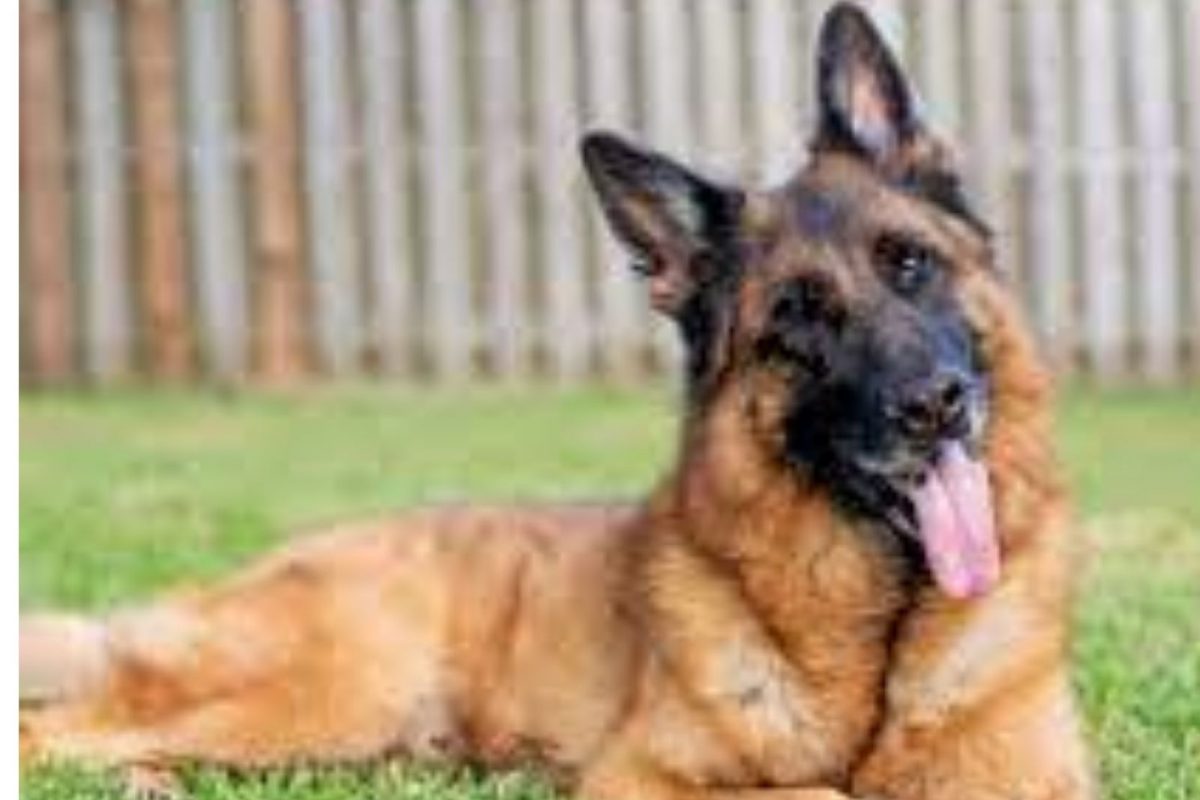 भलतच घडलं, आधी घर साफ केलं; मग राखण करणाऱ्या जर्मन शेफर्डलाच चोरांनी पळवलं